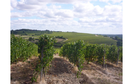 Rando de Faye d'Anjou