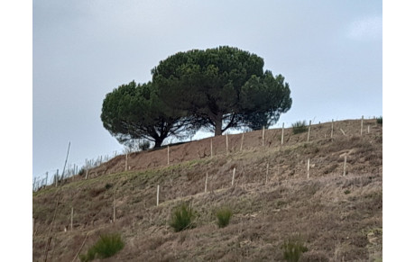 Rando à Saint Aubin de Luigné