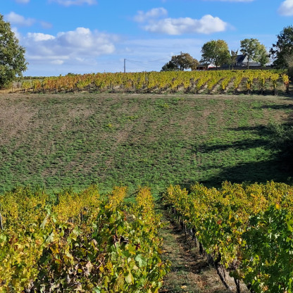 Rando Chalonnes sur Loire 19-10-26