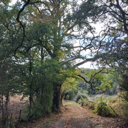 Rando Chalonnes sur Loire 19-10-26