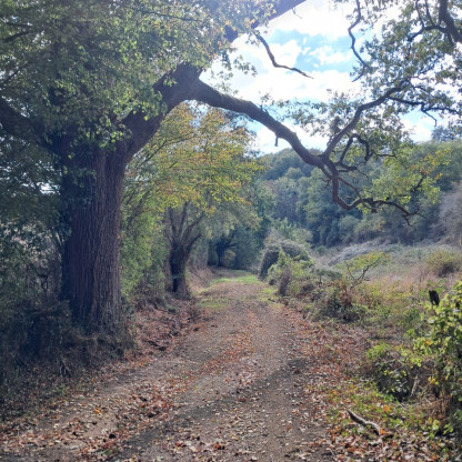 Rando Chalonnes sur Loire 19-10-26